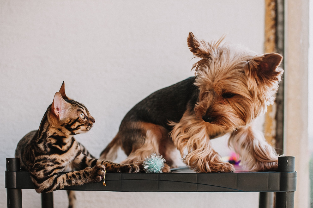 Should A Landlord Allow Pets?